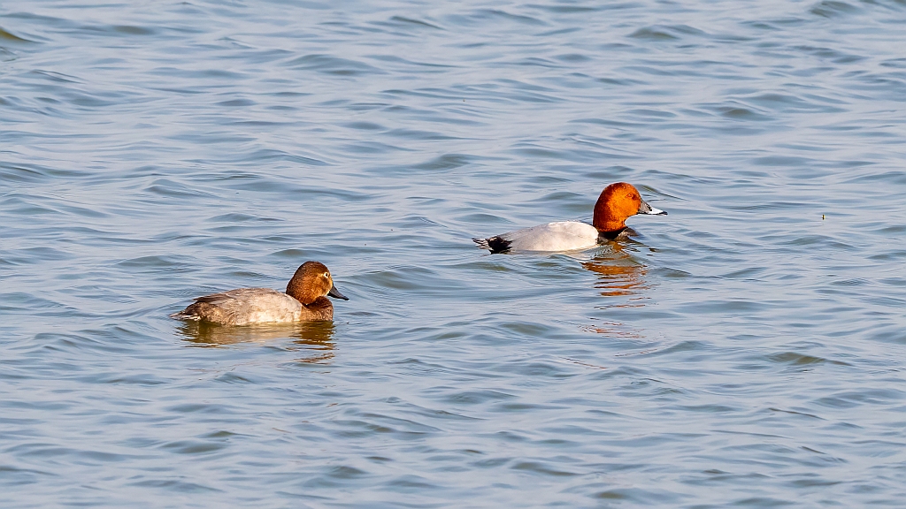 Common Pochard
